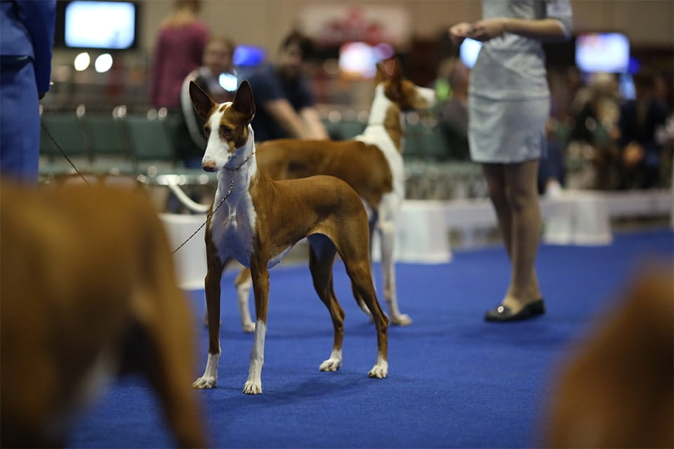 Ibizan Hound at Crufts