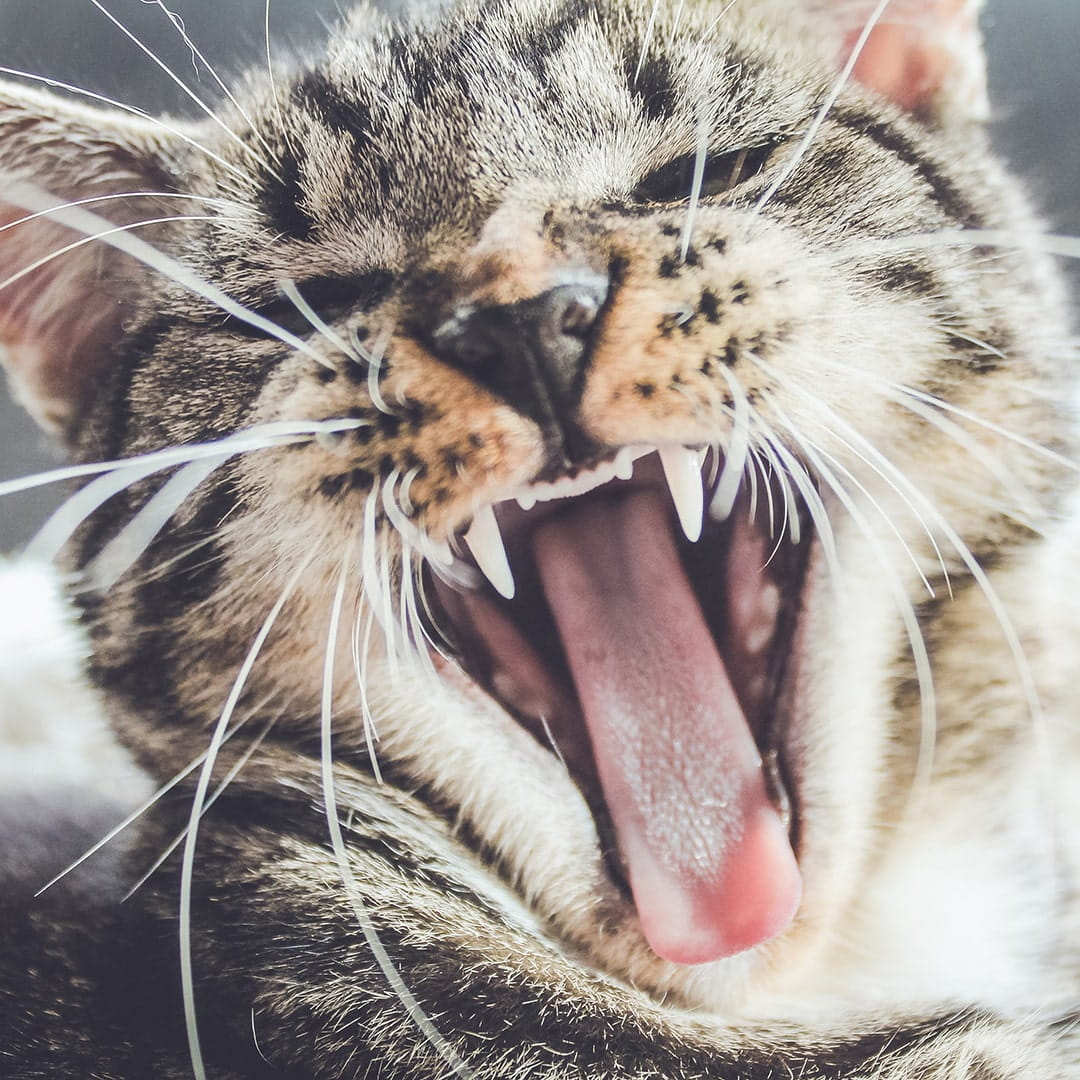 How to get an angry cat to the vet petGuard