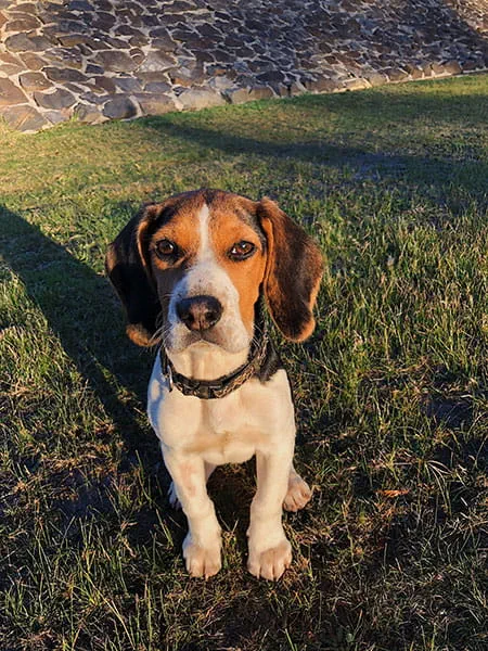 Beagle working dog