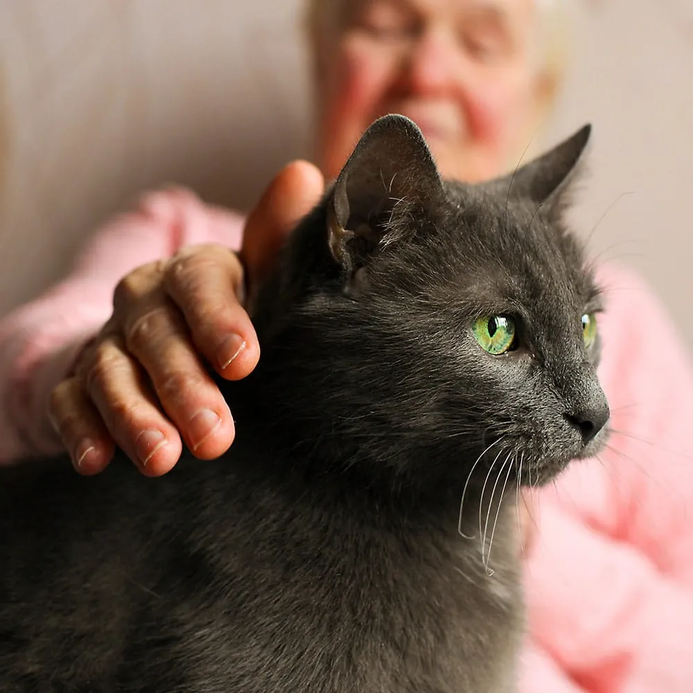 Cats are great company for people who are lonely