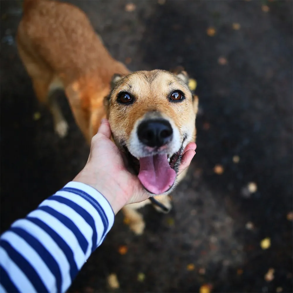 Dogs are great companions