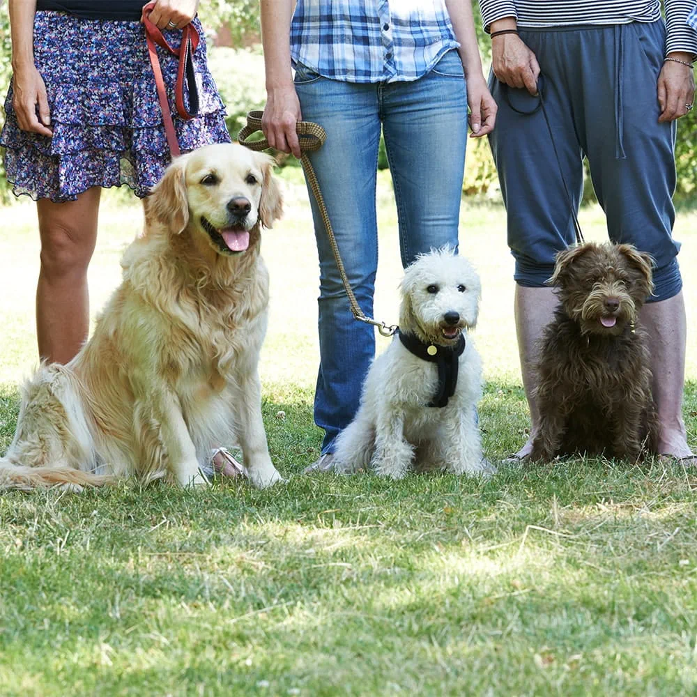 Dogs help you meet other owners and increase your social circle