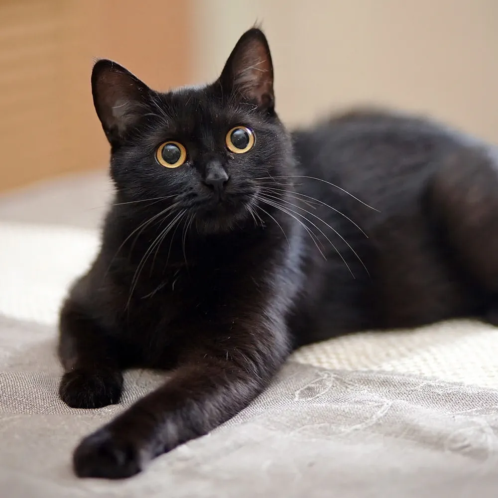 Young black cat sat on a bed looking up