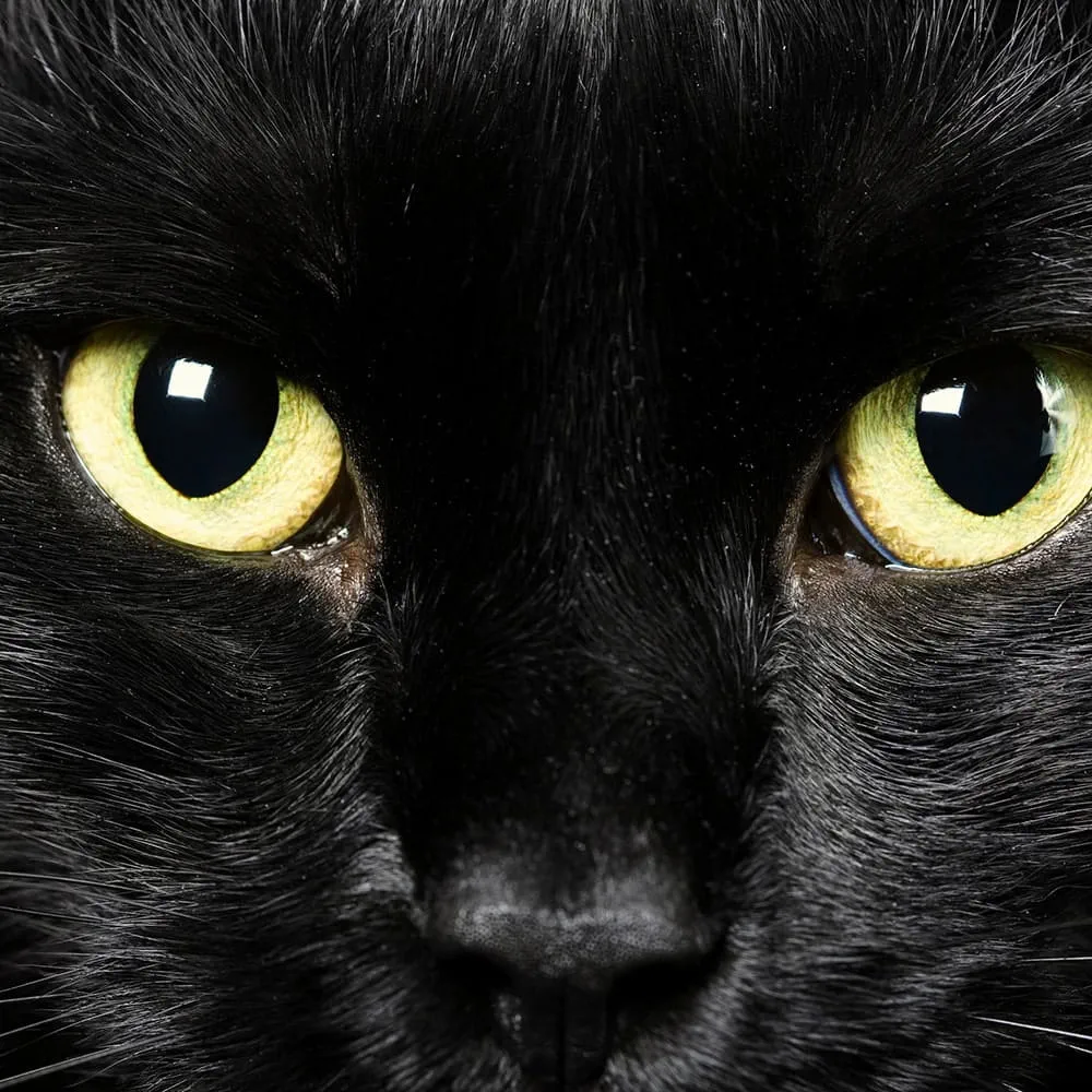A black cat's yellow eyes caused by melanin