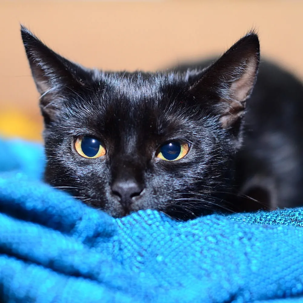 A sleepy Bombay cat sat on a blue blanket 