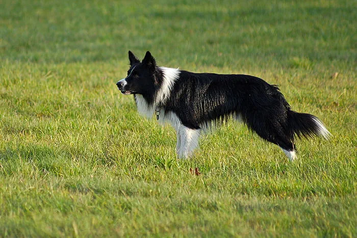 Border Collie livestock dog