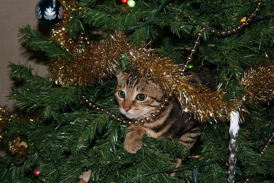 Cat friendly Christmas trees