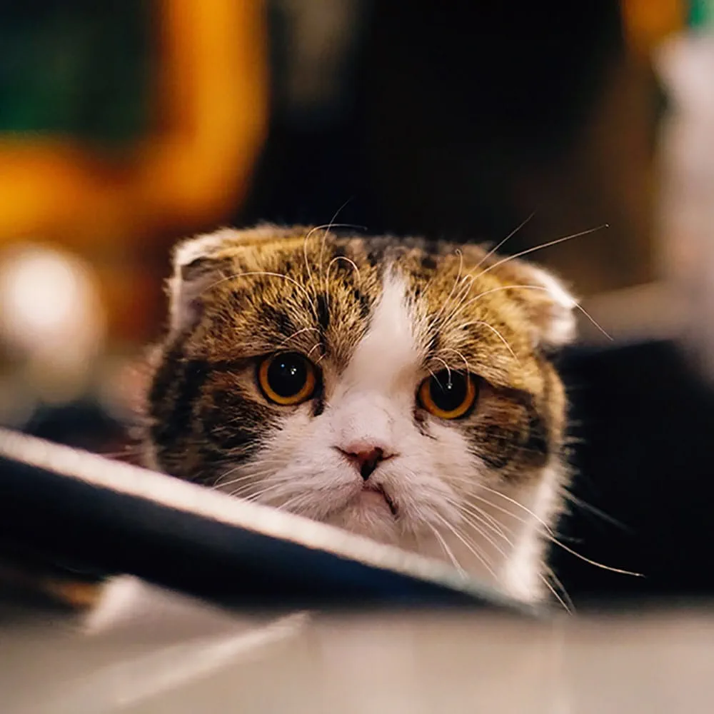 Cat with flat ears feline anxiety