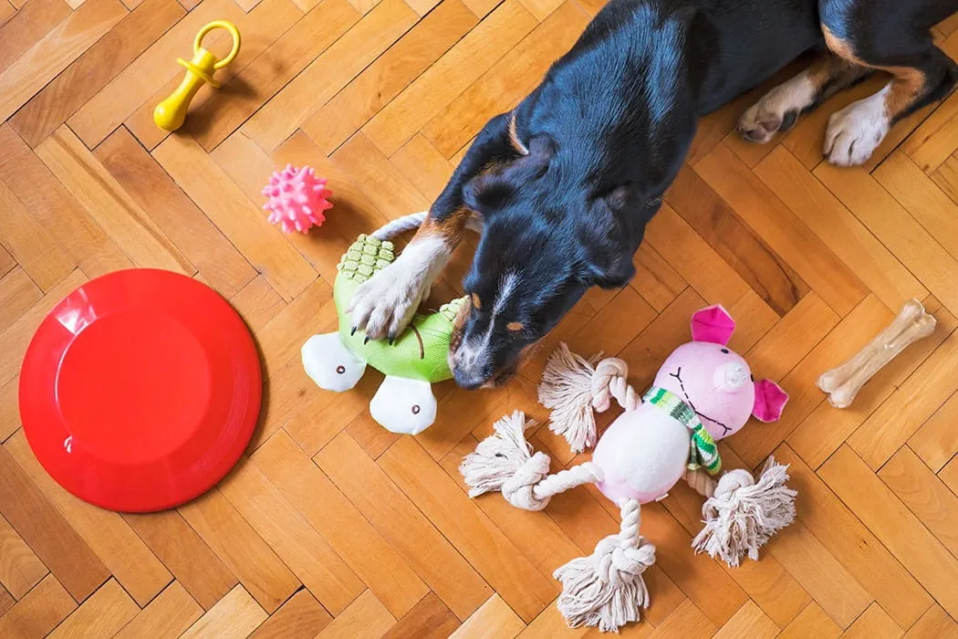Give your dog toys that they're allowed to play with