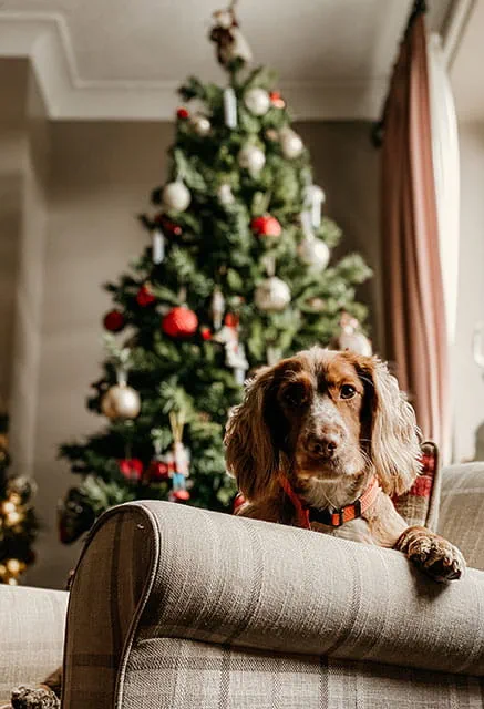 dog proof your Christmas tree