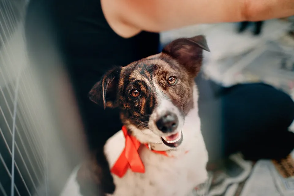 A wishful dog at an animal rescue shelter