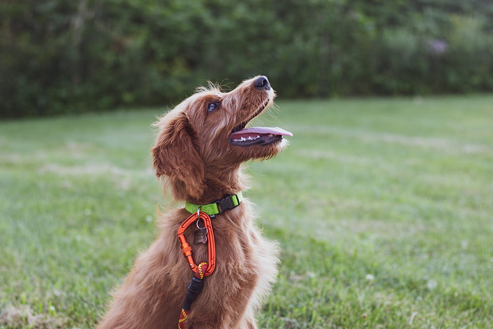 Training your dog to sit is one of the first essential commands you need