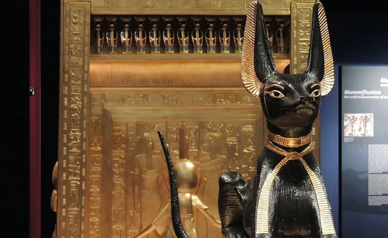 Facts about cats: Cats were considered sacred in Ancient Egypt