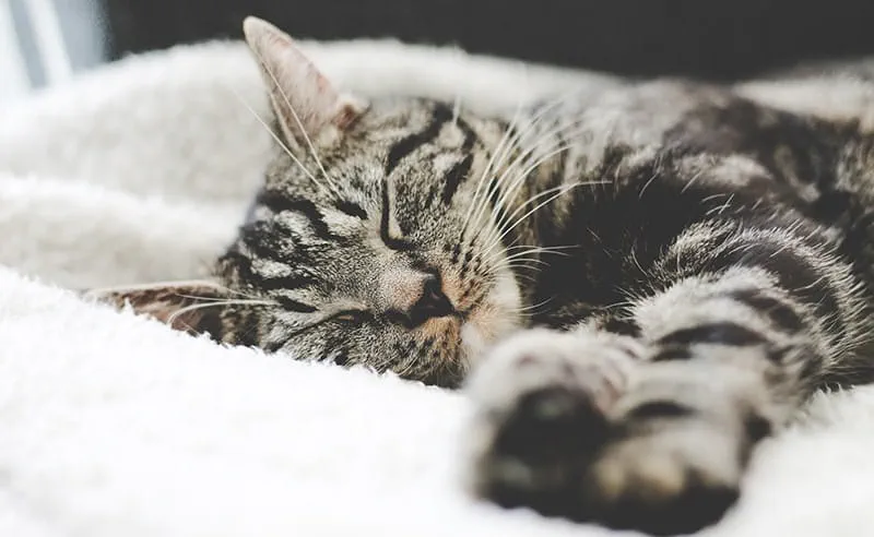 Fun facts about cats: Cats can sleep, on average, up to 15 hours a day!