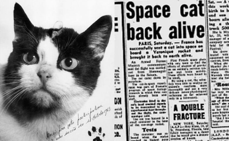 Fun facts about cats: In 1963, Felicette became the first cat in space six years before man walked on the Moon 