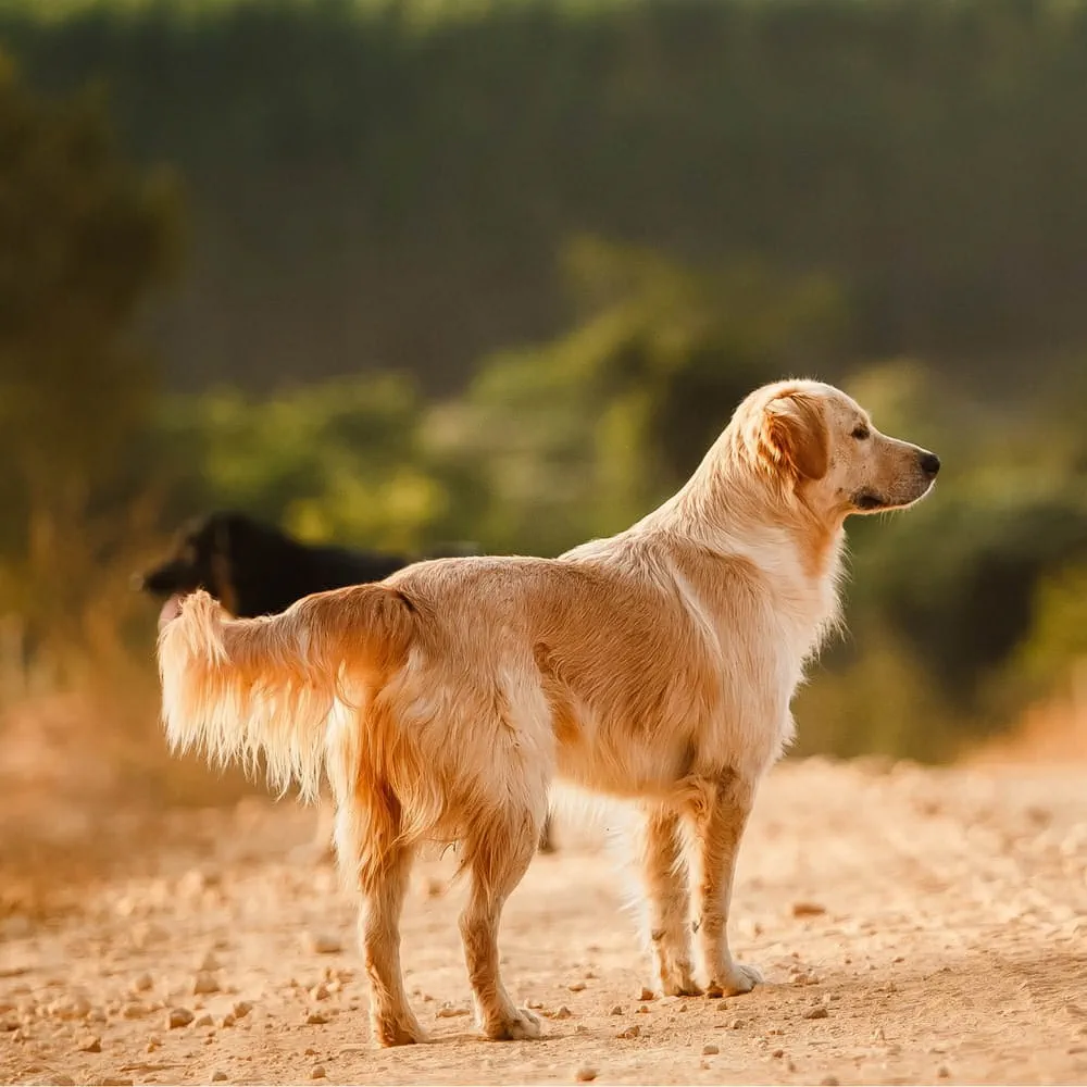 Golden Retriever crossed with Labrador is the most popular breed of guide dog