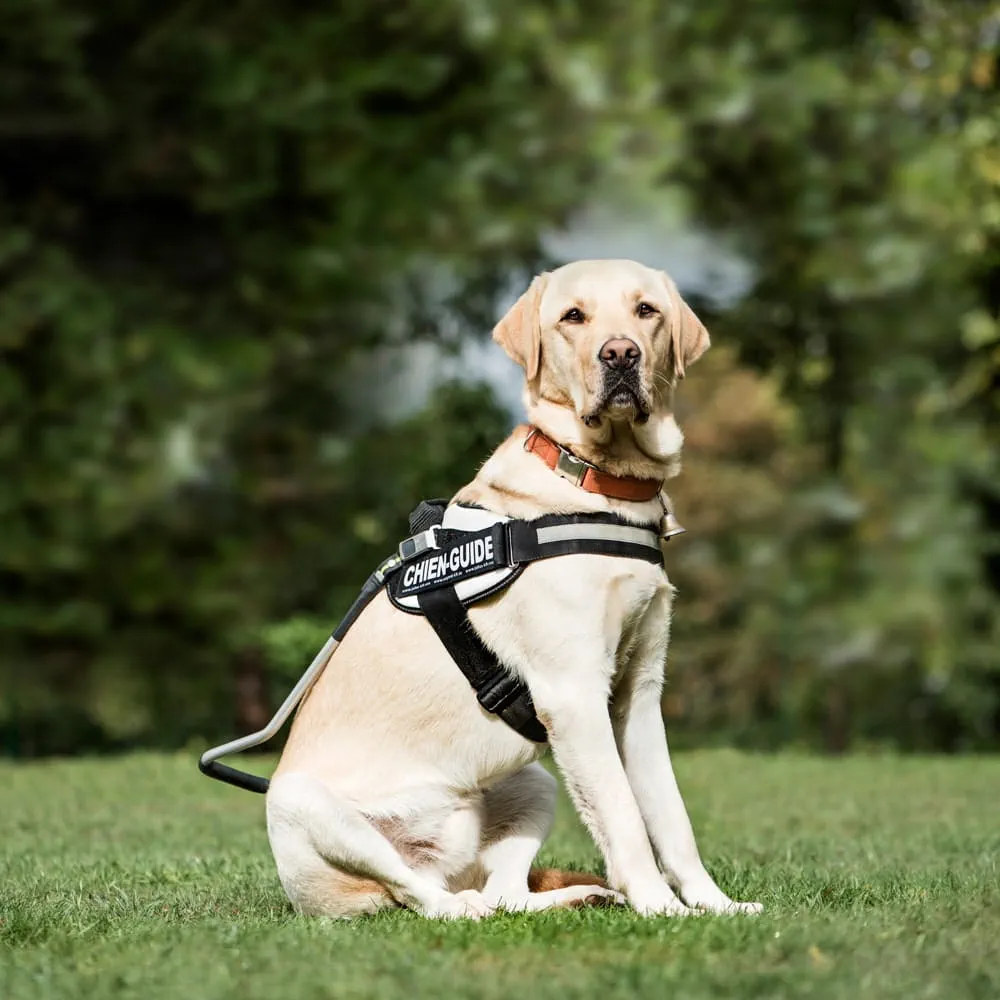Labradors are food-oriented and as such are adaptable to training 