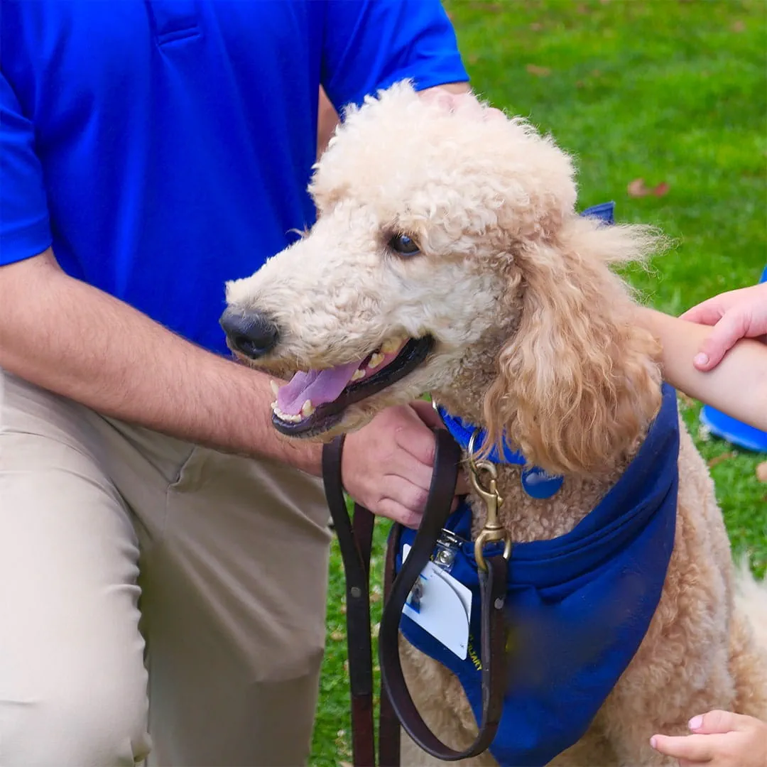According to Guide Dogs UK, there are two Standard Poodles on their guide dog program
