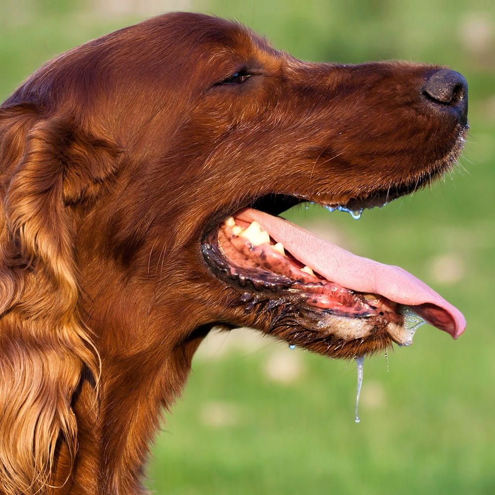 Hot dog panting in Sun