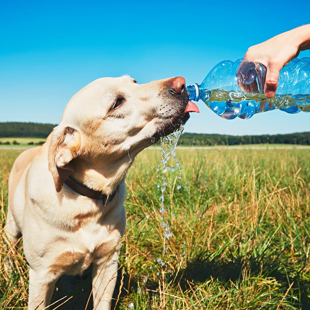 Labrador drinking water from bottle