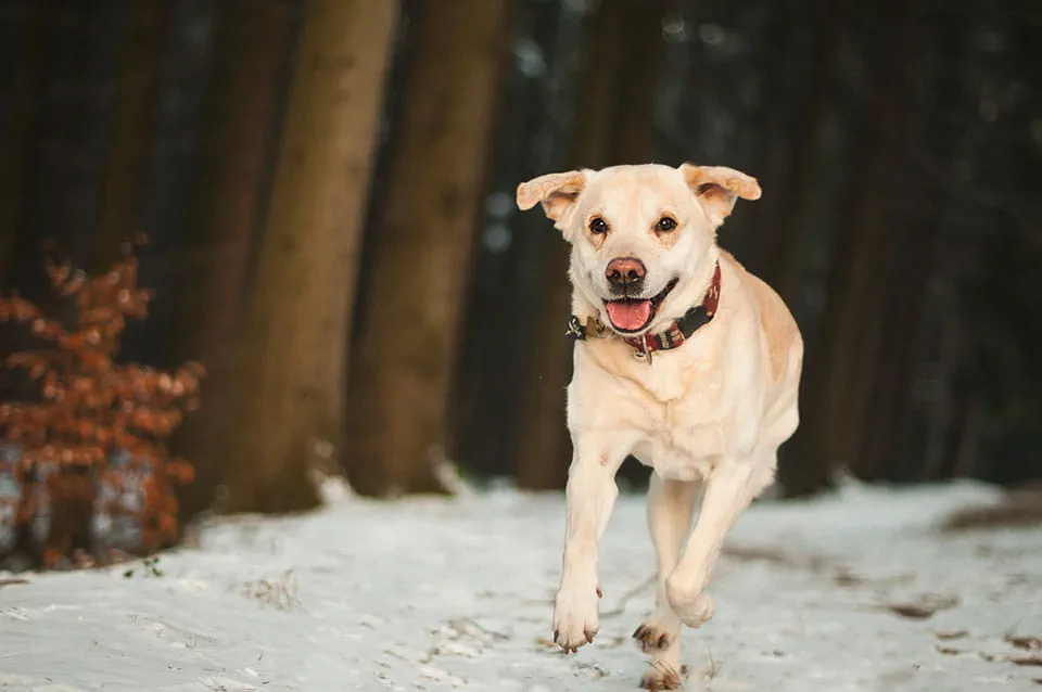 Walking your dog in winter. Tips and best accessories