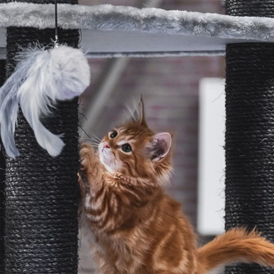 Best scratching posts for cats