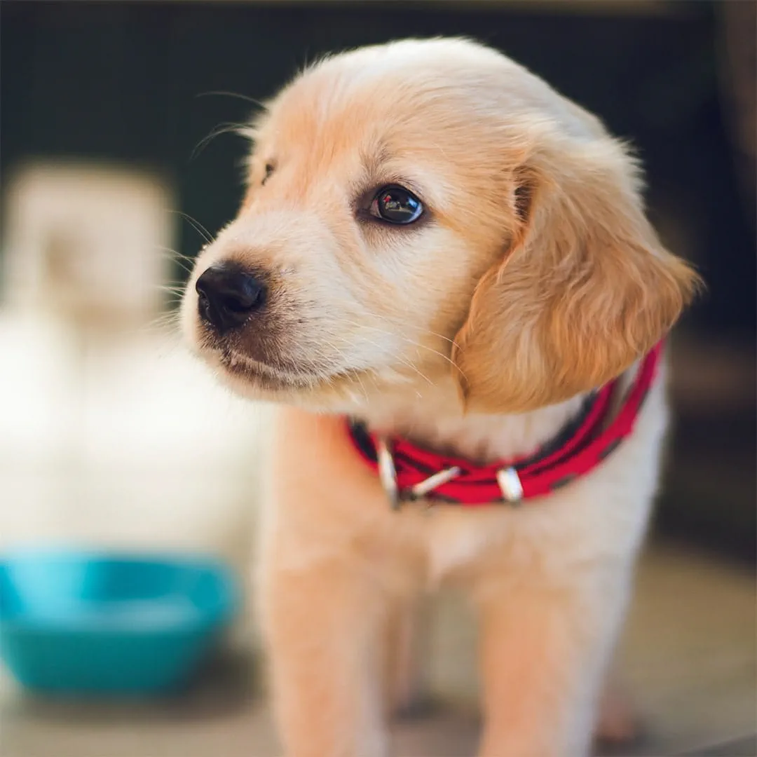 Best collar for new puppies