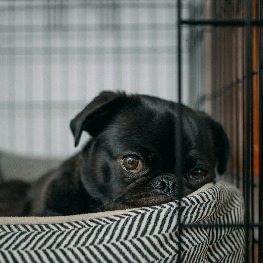 How to crate train a puppy