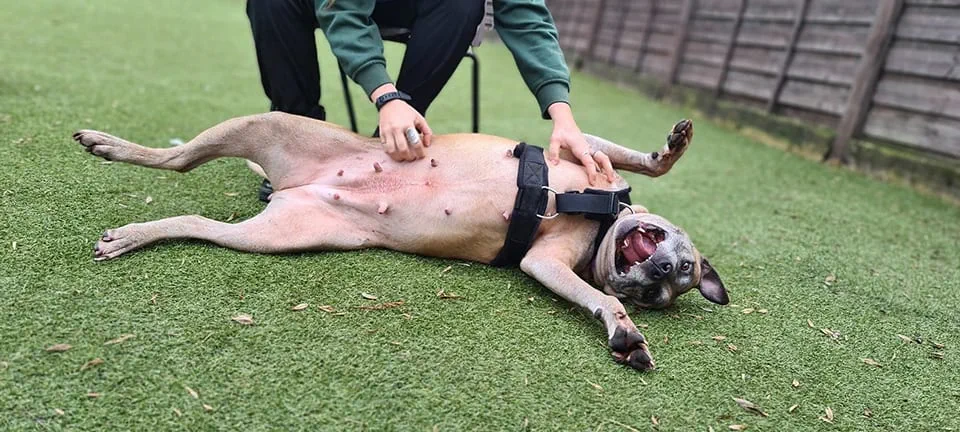 Playful dog and staff at Cheltenham Animal Rescue Centre