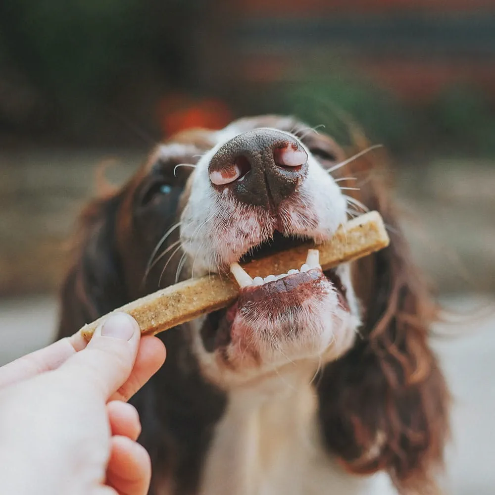 Dogs eating meat free diet