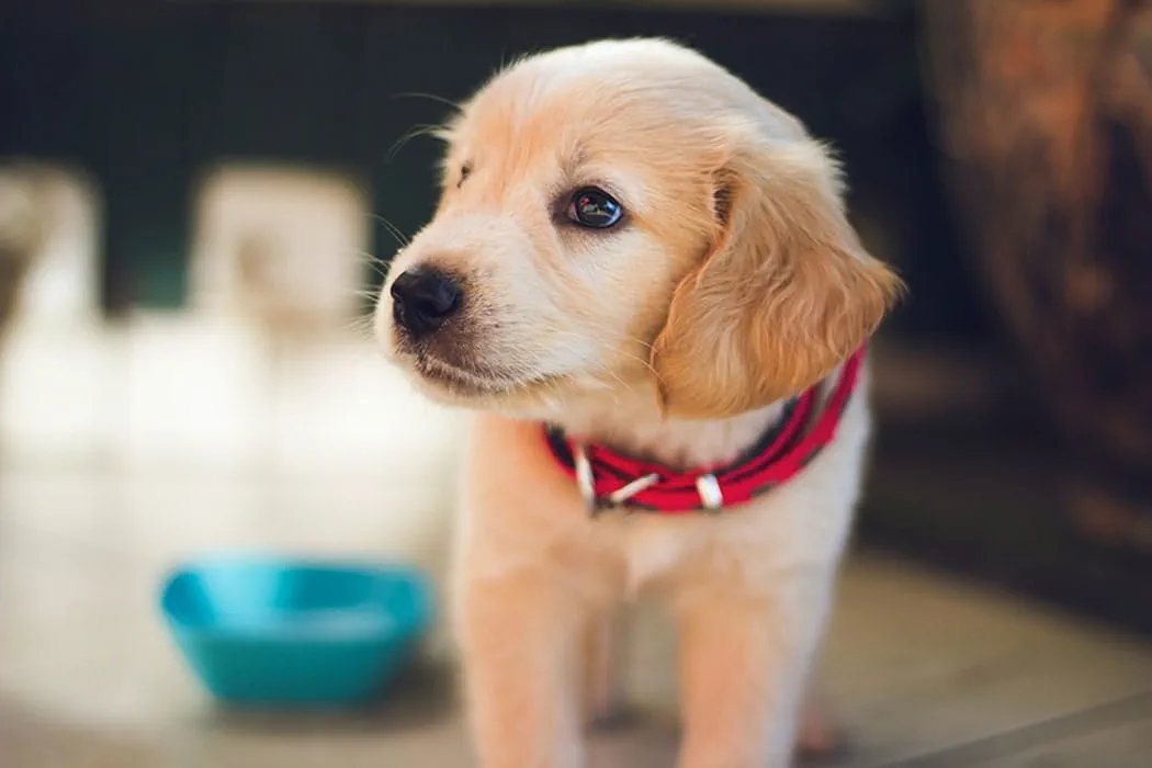Why do puppies chew?