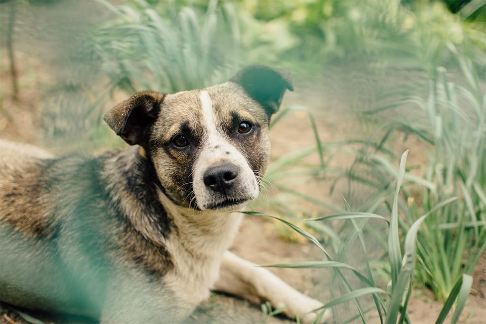 A rise in dog thefts has led to a change in the laws around pet theft