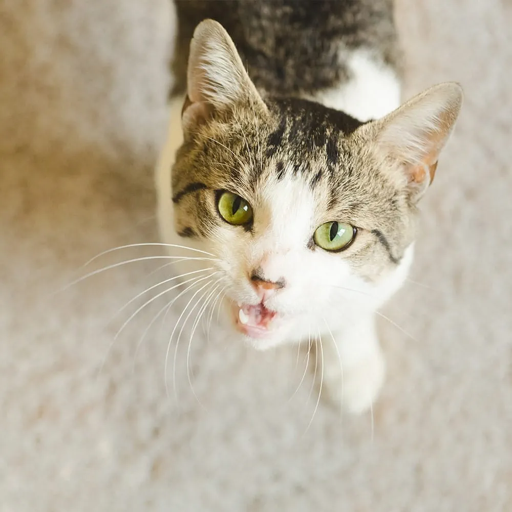 Cat meowing to owner