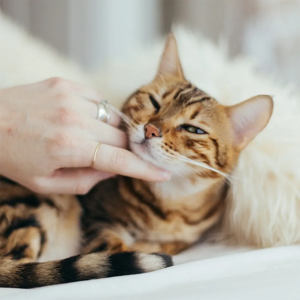 Cat being stroked