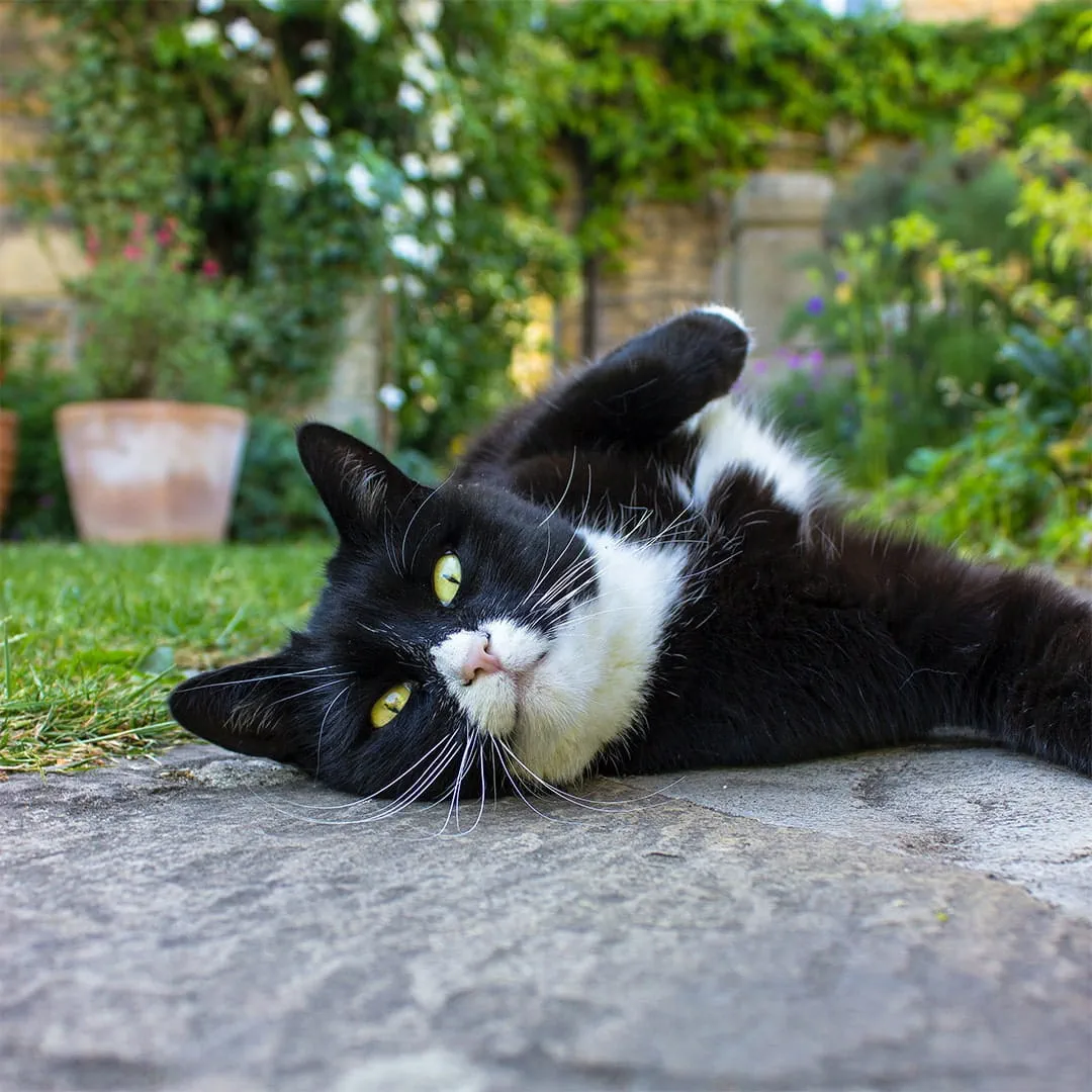 What is Spring fever in cats?