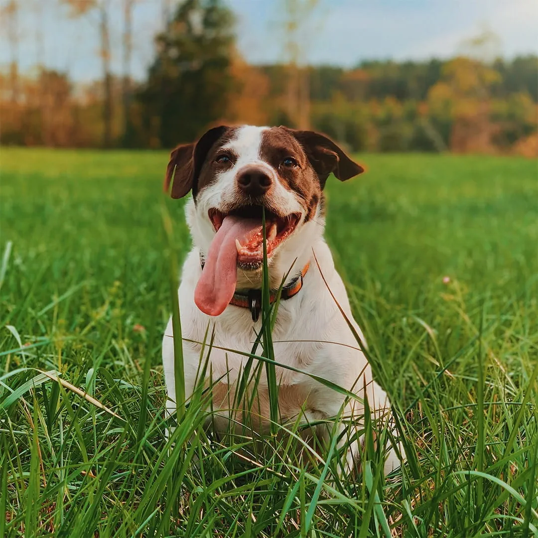 What is Spring fever in dogs?