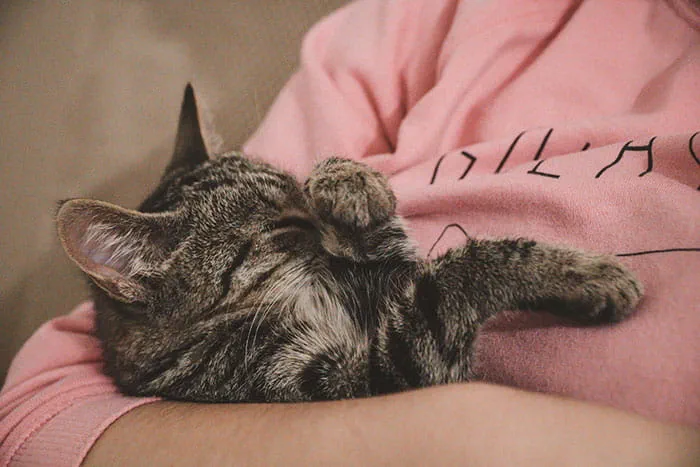 Therapy cats