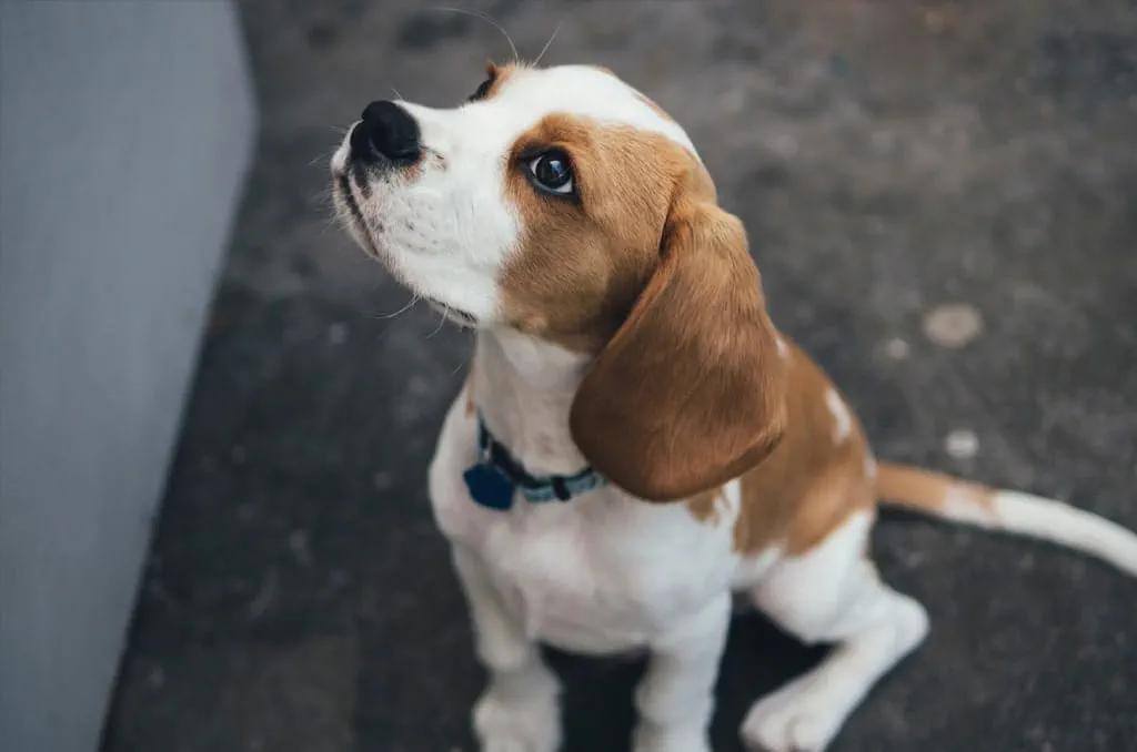 Beagles are high-energy dogs who love affection