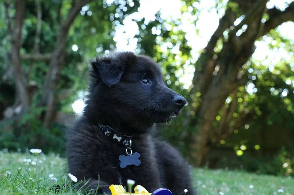 Belgian Shepherds are also known as Belgian Sheepdogs