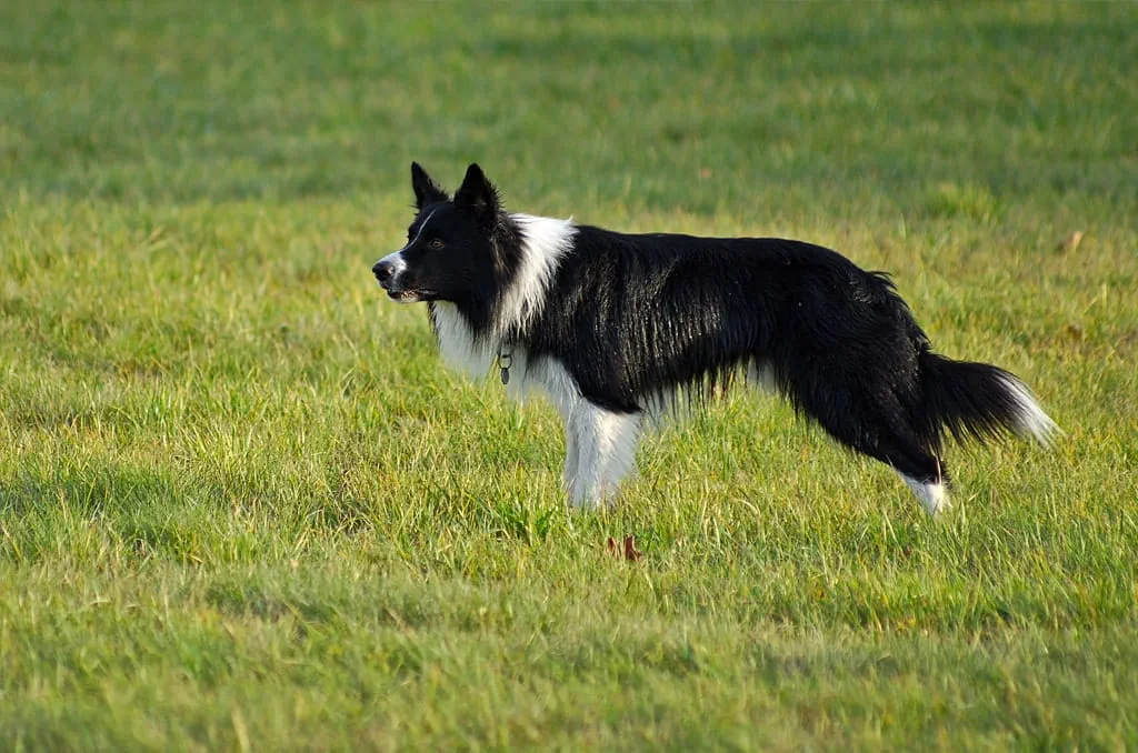 Border Collies are a highly intelligent breed, often used in agricultural work