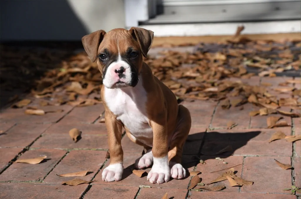 Originally used as a guide dog, Boxers are easily trained and intelligent