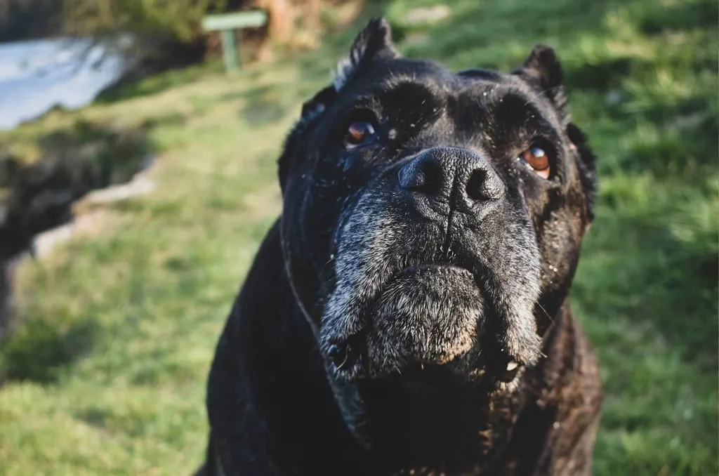 Cane Corso are an Italian breed who are protective in their nature 