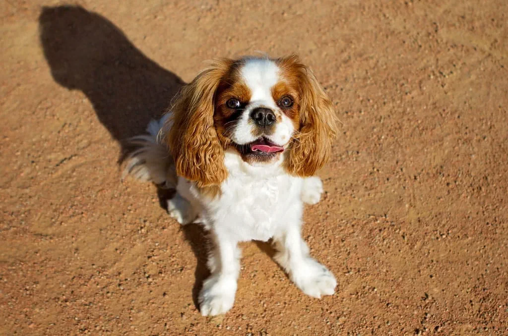 Cavalier King Charles Spaniels are a sensitive breed who struggle being on their own for long periods