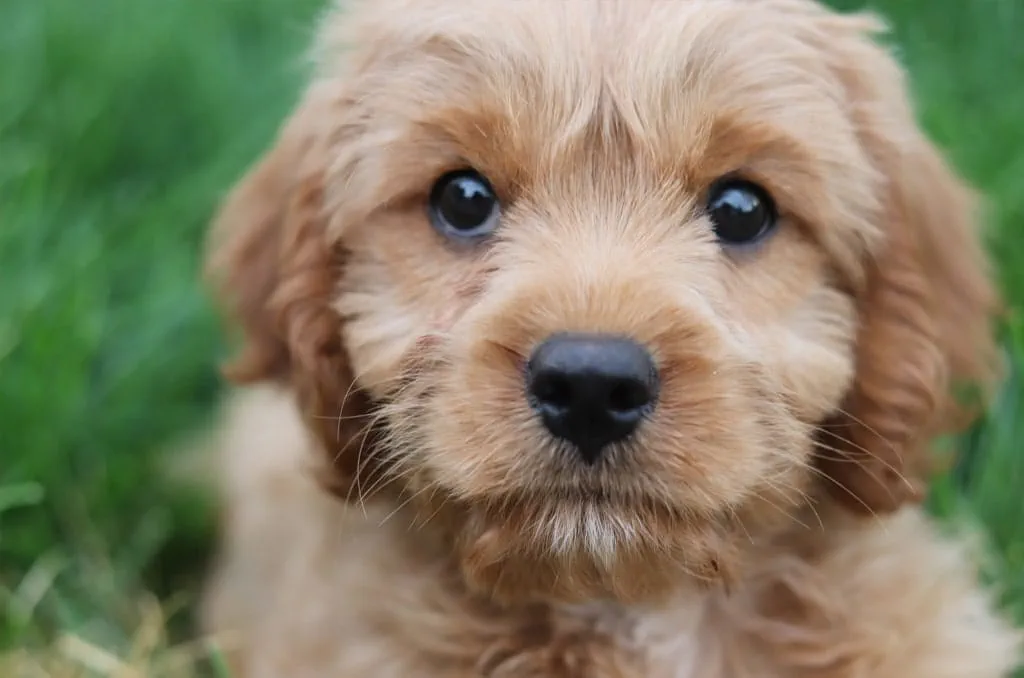 Cavapoo's were the most popular dog breed during lockdown