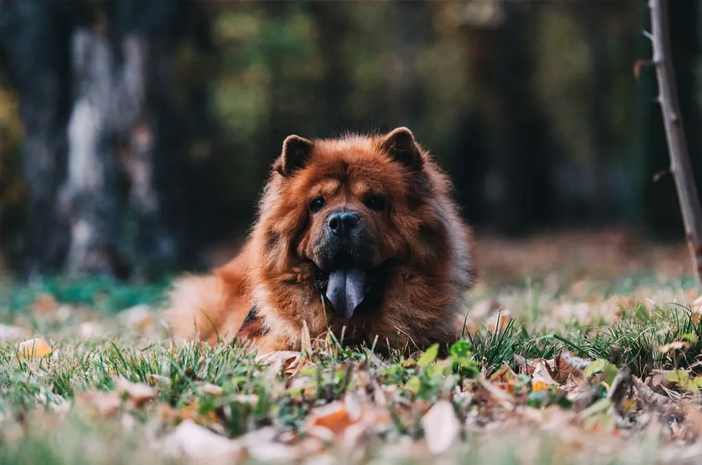 Chow Chows are a Chinese breed who are fiercely loyal and good with children