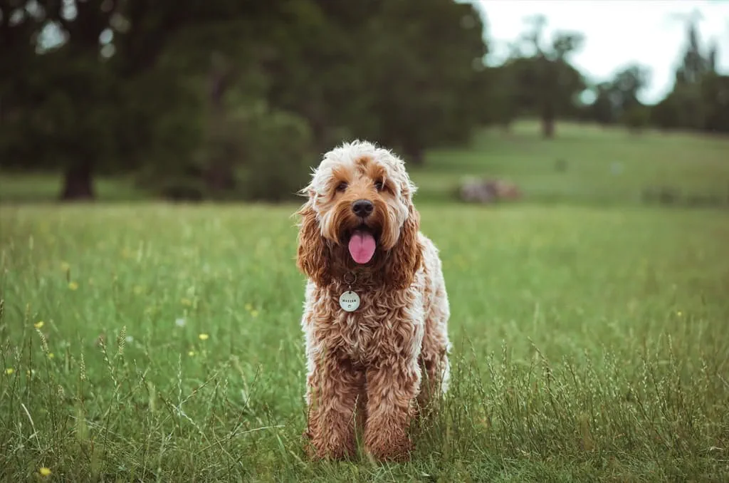 Cockapoos are often used as therapy dogs or support dogs