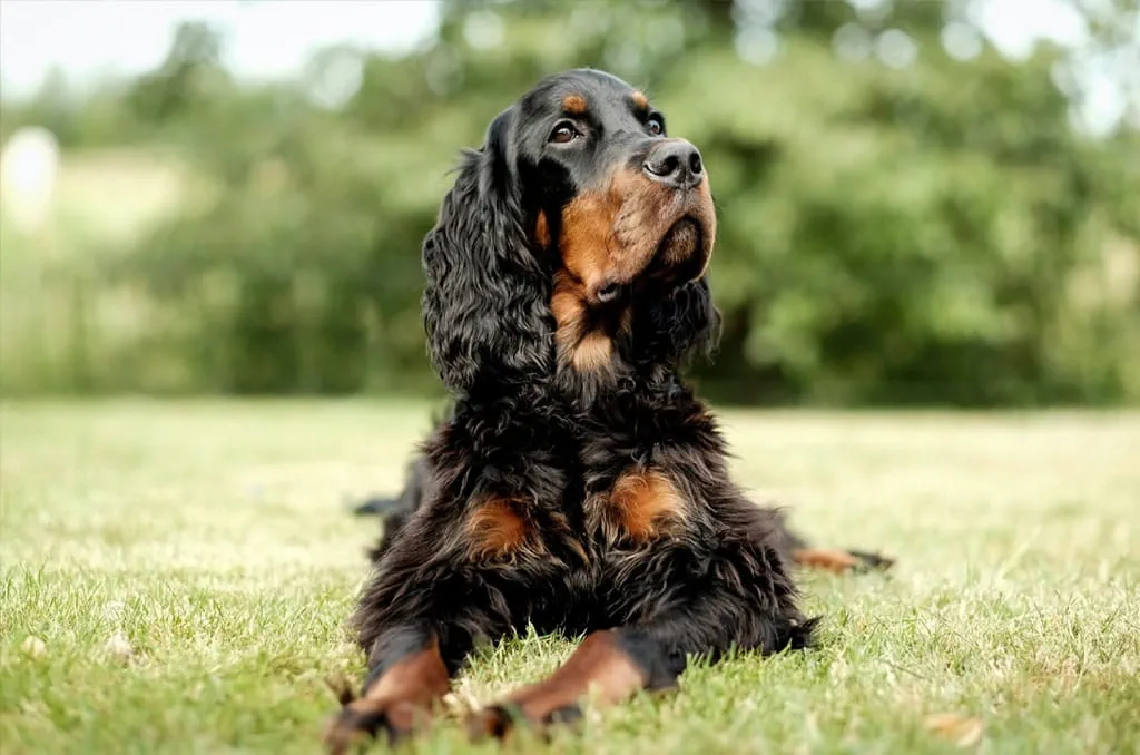 Cocker Spaniels are adaptable and easy to train with great general health