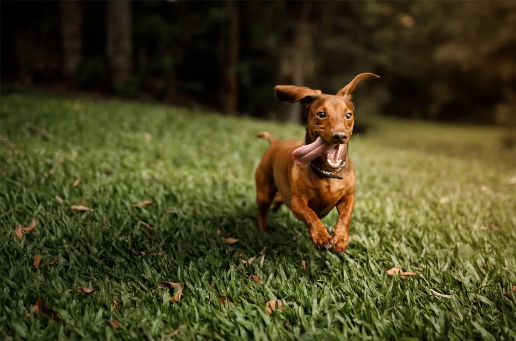 Dachshunds are more commonly known as sausage dogs who like their own company 