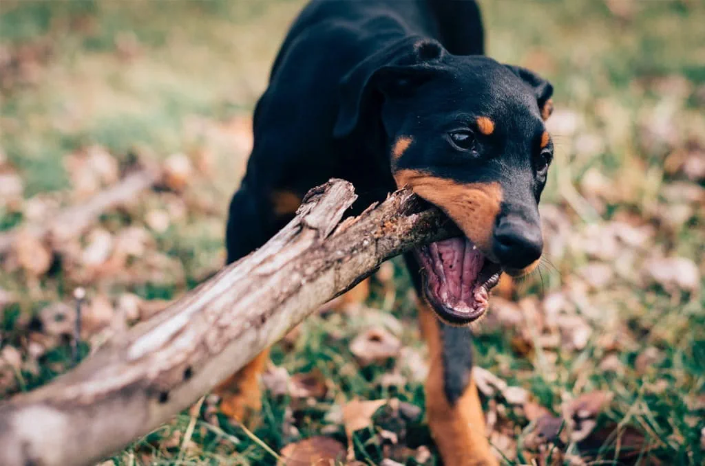 Dobermans are a German breed who are intelligent, affectionate and easy to train