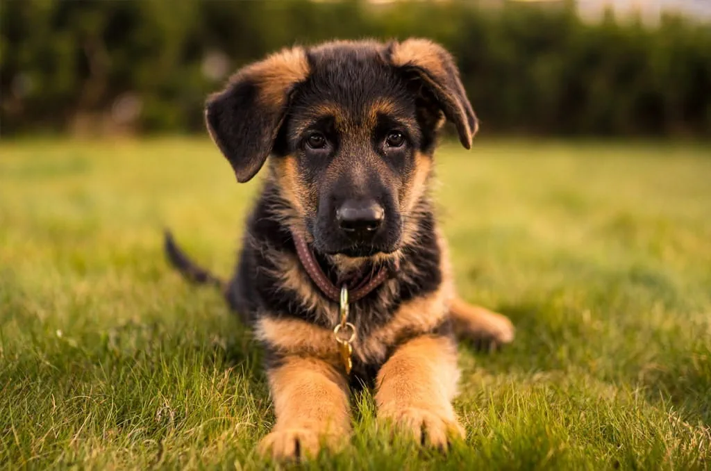 German Shepherds are highly energetic and are often used by the police and armed forces